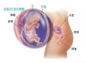 妊娠第2个月胚胎各部分发育特征