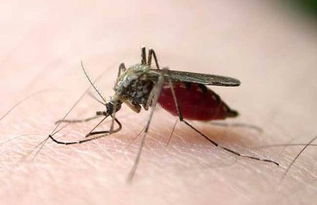 常被蚊子叮的人是血液中糖份太多了吗 