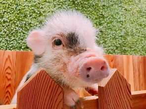 东京首家小猪咖啡馆开业 网友担心小猪命运 养大了要杀了吃肉