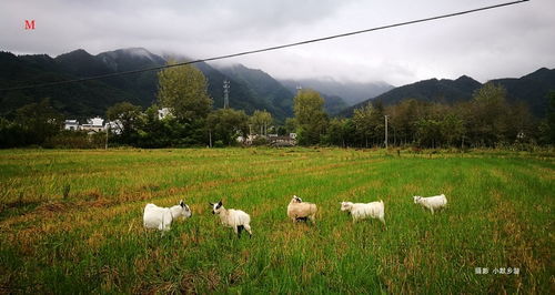 关于皖南山区的诗句