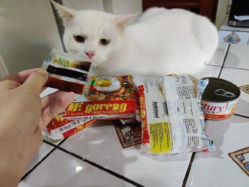 猫咪不爱吃罐头,却对方便面情有独钟 品味很清奇呀