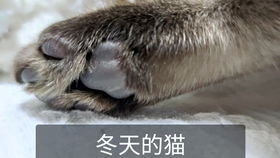 逗猫失败合集 暹罗