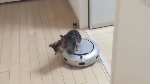 家里新买的扫地机器人,竟成了猫咪的玩物,镜头记录下这一刻 