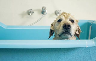 小狗多久洗一次澡,小狗多久洗一次澡最合适
