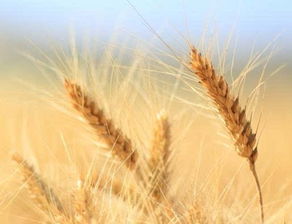关于小麦的诗句唯美