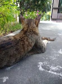 萌宠 猫抓了条蛇不咬死,就这么玩着,只要蛇一跑,它又给抓回来就