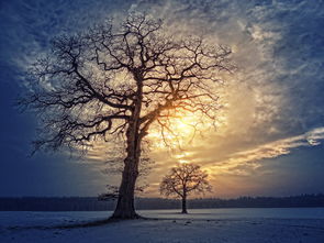 树,性质,景观,黎明,日落,云,天空,雪,冰,冬天,kahl,太阳,光秃秃的树,审美,光秃秃的树枝,分支机构,剪影,皇冠,寒冬,冷,manicuring,蓝色,橙,黄色 