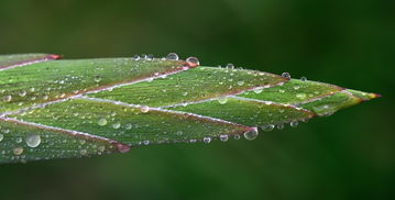 夏日的细雨，生命的交响曲，夏天的雨作文300字三年级