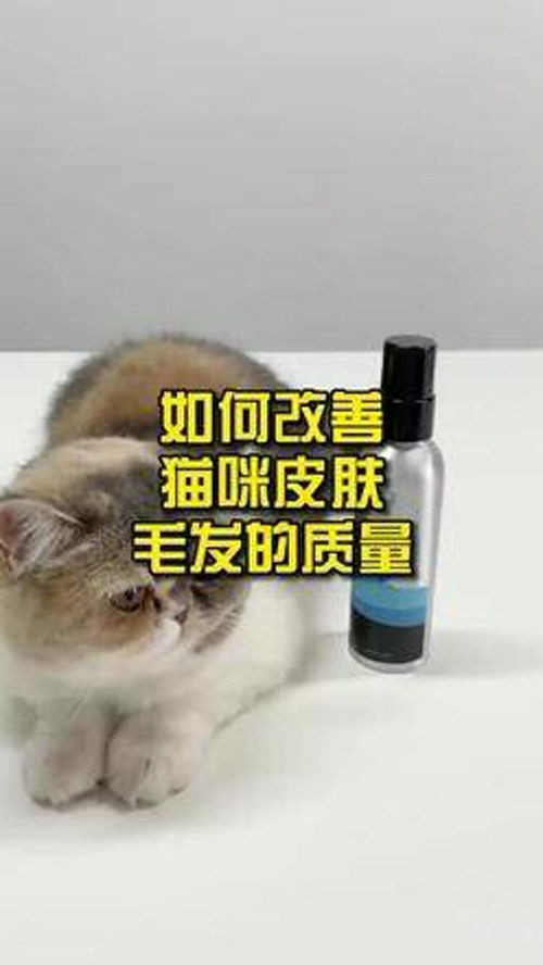 如何改善猫咪皮肤毛发的质量 猫 猫咪 喵星人 科普知识 