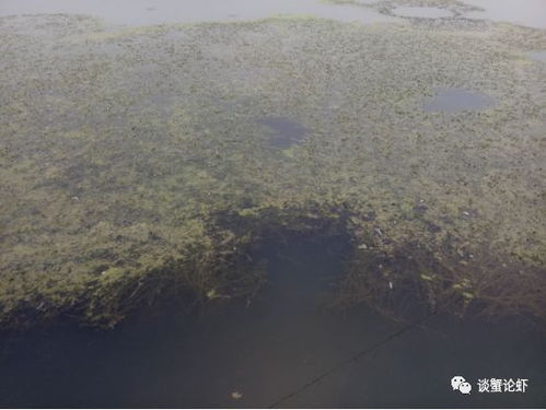 高温天水草腐烂引起死蟹,不拉草一直死,拉草死的更多,蟹农咋办 