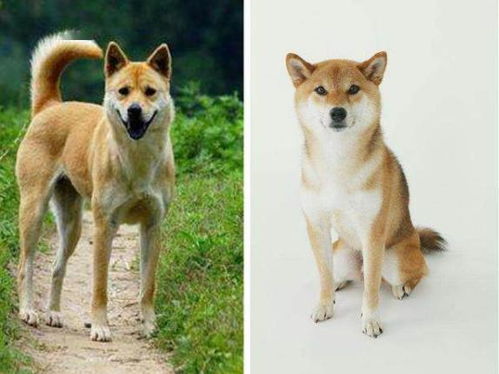 柴犬和中华田园犬,哪一个比较好养
