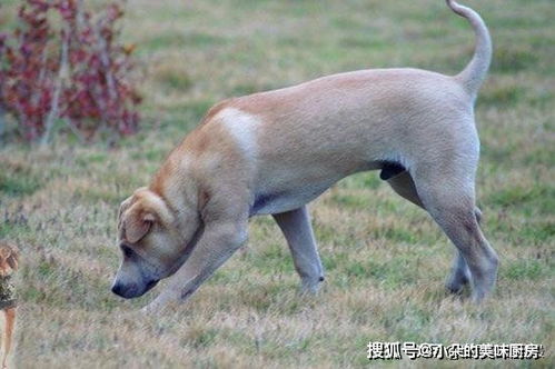 中国4种最通人性的农村犬,号称全能手,打猎看家都在行