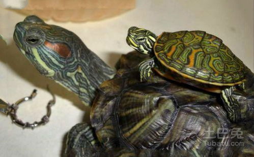 分享养龟知识和甜甜圈龟图片