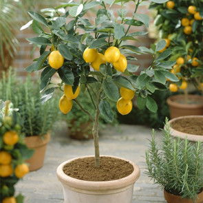 柠檬树盆栽的养殖方法和注意事项,尤力克柠檬盆栽养殖方法？