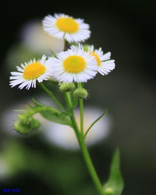 一朵花开