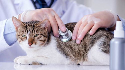 猫咪黄疸不要慌 找到根本原因做好这一点很重要