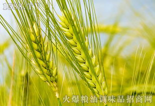 9月1日安徽临储小麦竞价交易结果
