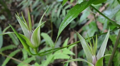 农村植物 九重根 ,名字霸气,价值也珍贵,农民朋友们认识吗