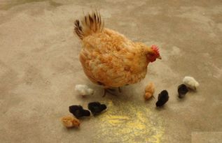 梦见小鸡是什么预兆,昨晚上梦见自己床上孵出一只黑色小鸡，其他的鸡蛋都碎了。然后早上正在纠结此梦的时候，上厕所推开门，从上面掉下来一只壁虎，被我踩死了，这是个什么寓意？
