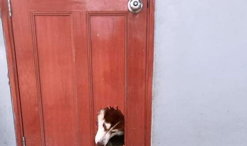 门上长出一颗会动的 狗头 ,路人被吓到,看到狗的品种后释然了