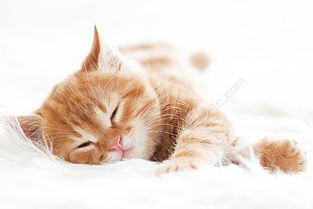 睡着的小猫高清图片免费下载 jpg格式 4500像素 编号19109594 千图网 