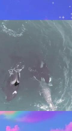 哈哈萌宠,海洋的生存法则虎鲸群猎杀灰鲸 