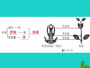 被子植物生活史框图 搜狗图片搜索