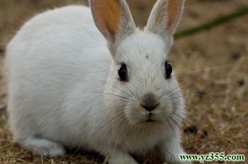 兔子卡他性肺炎的症状和防治
