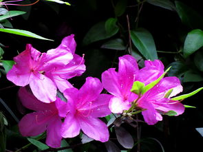 天津的市花是什么花,天津市十大名花？