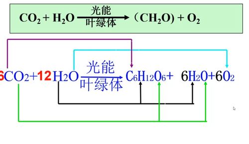 光合作用的化学方程式,光合作用化学方程式是什么？(图2)