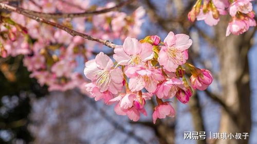 写花的句子唯美-图2