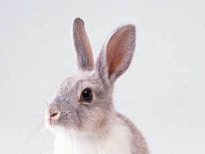 高清动物特写兔子动物世界宠物摄影图片素材 模板下载 1.68MB 其他大全 其他 