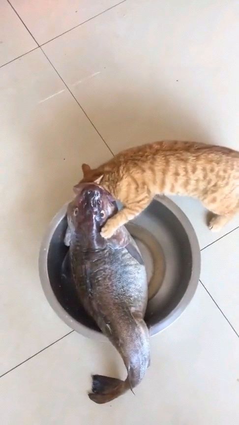 猫心不足猫吞鱼,谁吃谁呢 