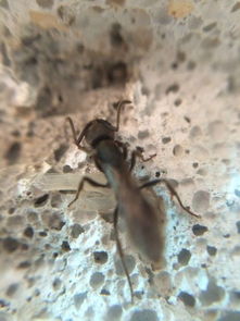 蚂蚁当宠物好养它专吃活蟑螂