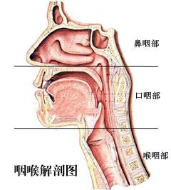 引起急性 喉炎 