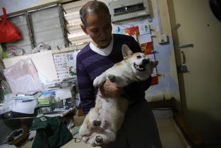 香港老人想在公屋养狗,扣分两次被逼搬迁,希望帮狗狗申请伴侣犬