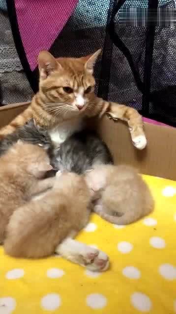 母猫坐着喂奶,坐姿一看就是大哥 