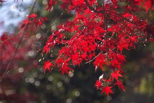 那些 霜叶红于二月花 的树木 红火了整个深秋