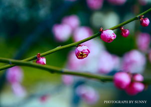 就像花朵一样盛开