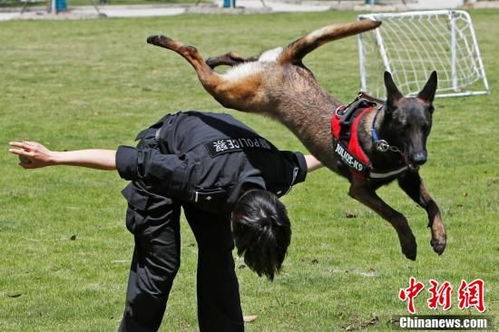探访神秘的上海警犬训练基地 