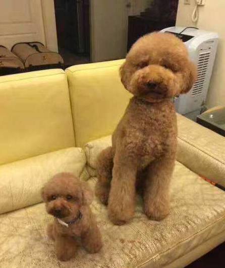 贵宾犬和泰迪的区别,泰迪和巨贵幼犬区分？