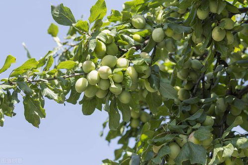 李子树在夏季生长最旺盛,管理上需要注意些什么 做好三件事便可