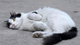 猫咪很喜欢粘人,知道为什么喜欢和你睡吗 6条原因