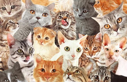 猫咪性格大盘点 8种常见品种猫性格分析,你家是哪种