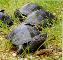 黑颈乌龟的生活习性？