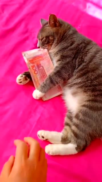 猫 这是我买猫粮的钱,别想偷走 