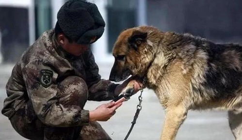 退役军犬的结局,俄罗斯发奖励,英国安乐死,中国做法堪称豪华 军队 作用 军犬 