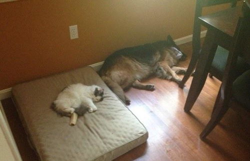 没想到汪星人也有今天,狗狗的床垫被霸占后它们的表情真的好委屈