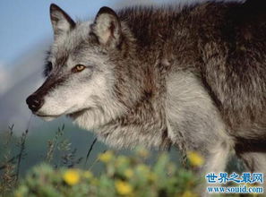 世界上最大的犬科动物,北美灰狼长2米 北美唯一狼种 