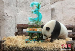 国际载人航天日 俄动物园为熊猫准备竹子做的火箭 